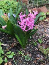 The Roanoke Island Inn, Outer Banks Spring Break